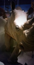 Smart phone photography rhino