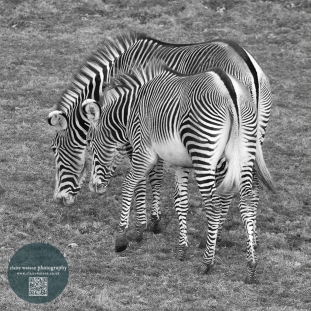 Zebra Edinburgh zoo